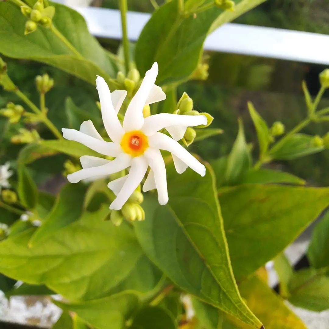 Night Jasmine, Parijaat, Harsingar - Nyctanthes arbor-tristis
