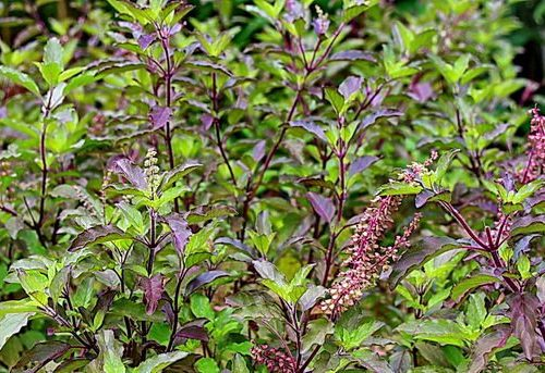 Krishna Tulsi or Shyama tulsi 